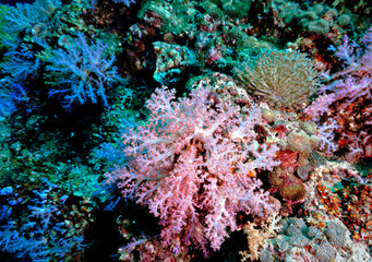 Colorful coral reef