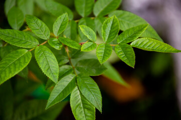 Branch of bush of roses with bright green leaves on the background of brown. Back lighting of the sundown. Warm summer