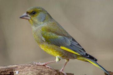 Greenfinch perched on a branch in the forest. (Chloris chloris).