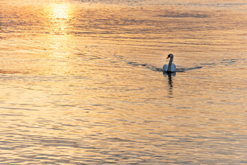 Fototapeta na wymiar Mute swan swimming on the water surface of the Rhine river between Germany and France at sunset.