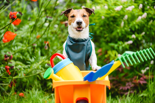 Funny gardener ready for landscaping and lawn care and maintenance work. Dog wearing green apron and leaning on wheelbarrow with garden tools