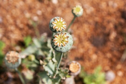 c&aacute;psula de la amapola, semillas, La adormidera o amapola real