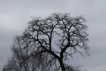 Arbre