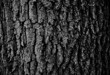 bark of a tree,eiche,borke,rinde