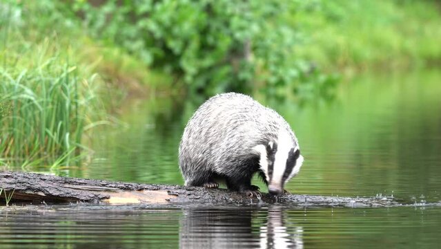 Wildlife in Europe forest. Badger in wood, animal in nature habitat, Germany, Europe. Wild Badger drink water in the river, Meles meles, animal in wood. Mammal in environment, rainy day. 