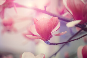 Spring magnolia blooming tree, pink flowers