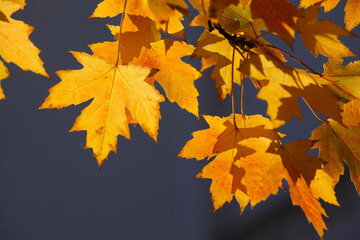 Naklejka na ściany i meble Ahorn (Acer ), Golgelbes Herbstlaub an einem Baum hängend, Gegenlicht, Deutschland