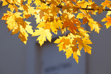 Fototapeta na wymiar Ahorn (Acer ), Golgelbes Herbstlaub an einem Baum hängend, Gegenlicht, Deutschland