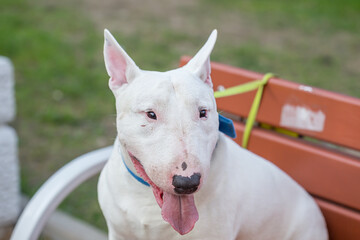 White bull terrier dog, muzzle close-up smiling face, sitting with his tongue out, greens in nature