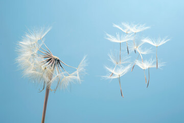 Dandelion seeds flying next to a flower on a blue background. botany and the nature of flowers