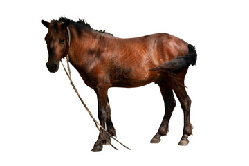 Naklejka premium Brown horse had a rope tied to its mouth. On isolate white background.