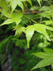 もみじに雨