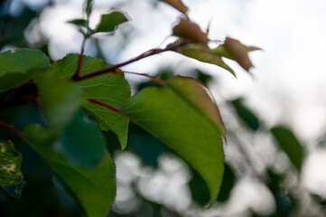 Branch of apple tree with bright green leaves on the background of light blue sky. Back lighting of the sundown. Warm summer