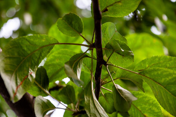 Branch of apple tree with bright green leaves on the background of light blue sky. Back lighting of the sundown. Warm summer