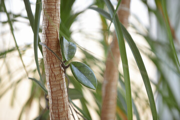 bamboo leaves on a tree