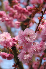 Fototapeta na wymiar Close up of a blooming sakura tree. Pink flowers against blue sky on a sunny spring day. Upright format.