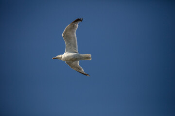 Cotentin, mouette
