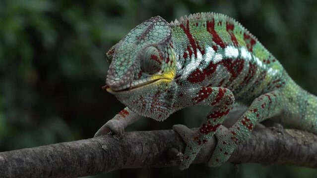 Furcifer pardalison the branch in forest habitat, with catch im muzzle. Exotic beautiful endemic green reptile with long tail from Madagascar. Wildlife scene from nature.  Female of chameleon.