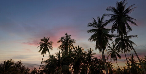 Fototapeta na wymiar The Silhouette of tropical palm trees with sunset sky background,Summer season time mood concept