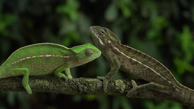 Lizard love. Carpet chameleon, Furcifer lateralis, white-lined chameleon in forest habitat. Endemic green reptile with long tail from Madagascar. Wildlife scene from nature. Pair of chameleon.