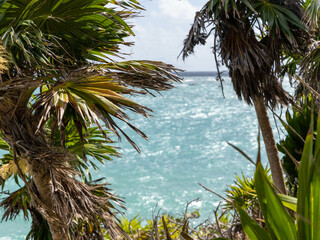 palm tree on the beach