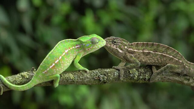 Lizard love. Carpet chameleon, Furcifer lateralis, white-lined chameleon in forest habitat. Endemic green reptile with long tail from Madagascar. Wildlife scene from nature. Pair of chameleon.