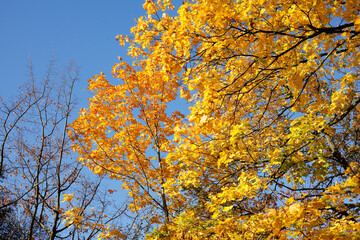 Fototapeta na wymiar Ahorn (Acer ), Golgelbes Herbstlaub an einem Baum hängend, Deutschland