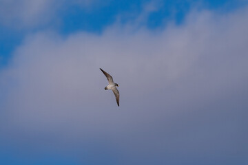 獲物を探して飛翔する隼