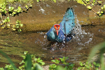 Closeup on the rare and colorful blue western swamphen, Porphyrio porphyrio, splashing and bathing...