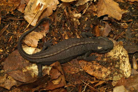 Closeup on a rare and endangered terrestrial adult female Chinese Wenxian Knobby Newt, Tylototriton wenxianensis among falen leafs