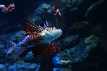 The lionfish is swimming in the fish tank.