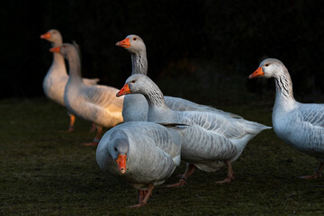 Gänse