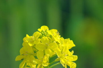 春の菜の花と水仙