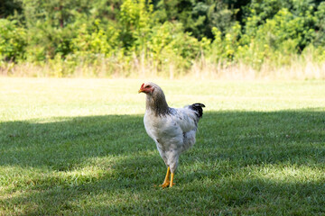 Naklejka na ściany i meble White Chicken walking on Green Grass at a Farm