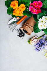 Gardening background. Hyacinth and primula flowers with garden tools on gray stone background.