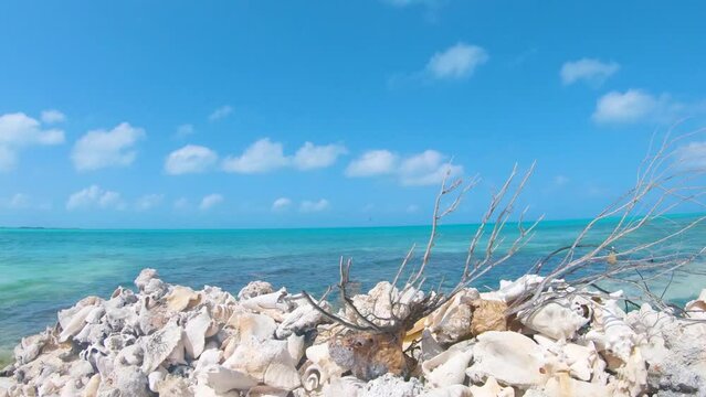 Awesome Pan Of Large Old Group Queen Conch Seashell front of blue water sea in Los Roques Venezuela