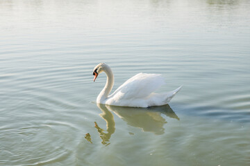 Big beautiful swan Floating in Water.