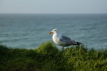 Goéland Etretat