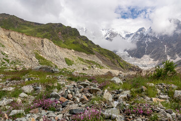 Blooming flowers in a green valley with view on the Shkhara Glacier in the Greater Caucasus Mountain Range in Georgia, Svaneti Region,Ushguli. Snow-capped mountains, Spring. Bushes and hills. Paradise
