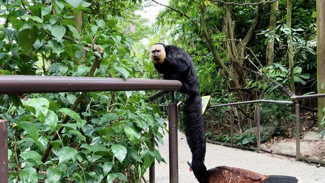 Male white-faced saki shake off and walk away on the handrail, while a female helmeted curassow slowly walking pass on the ground at Singapore river safari zoo, mandai reserve.
