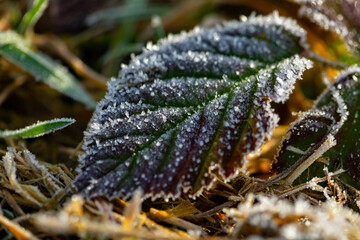 Frosted Blackberry Bramble Leaf (Rubus) in the process of decay as colorful winter background. Small ice crystals glistening in warm winter sunlight. Macro close up with details, structures andveins.
