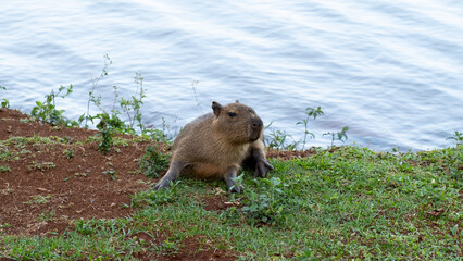 Baby capybara sitted by the lake. Wild animal