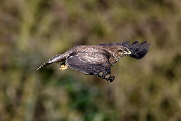 fliegender Mäusebussard // flying Common buzzard (Buteo buteo)