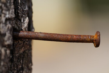 Close up of a rusty nail hammered into a live tree. 