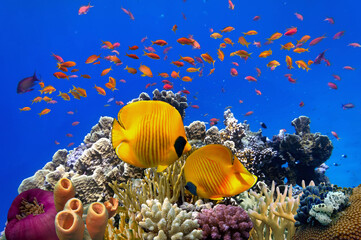 Beautiful Coloured Hard Coral Reef