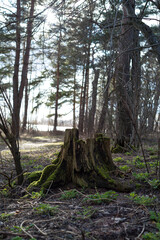 a lonely stump standing in the center of the forest