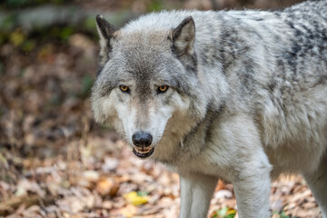 Close-up portrait of a gray wolf (Canis Lupus) also known as Timber wolf in autumn