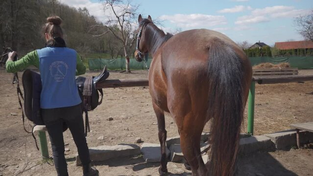 saddled horses in the farmyard, preparation for horseback riding
