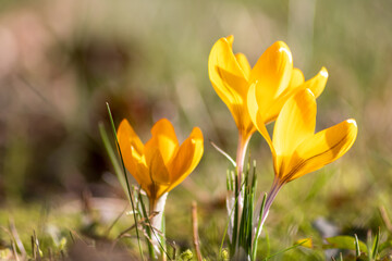 Filigree yellow crocus flower blossoms in green grass are pollinated by flying insects like honey...