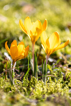 Fototapeta Filigree yellow crocus flower blossoms in green grass are pollinated by flying insects like honey bees or flies in spring time close-up macro with blurred background in garden landscape blooming wild